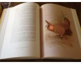 /album/libri-animali-e-natura/mondo-alato-7-jpg/